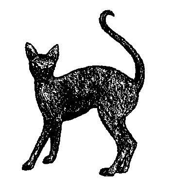 Кот для двоих Кот для двоих