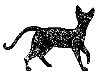 Кот для двоих Кот для двоих
