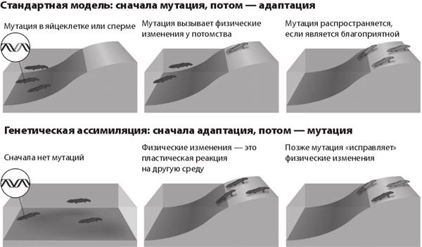 Эволюция. От Дарвина до современных теорий Эволюция. От Дарвина до современных теорий