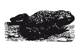 Книга, которую читают все Книга, которую читают все
