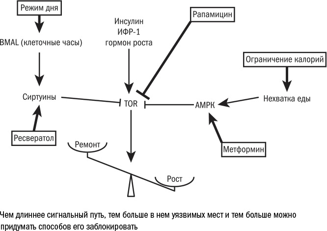 Против часовой стрелки Против часовой стрелки