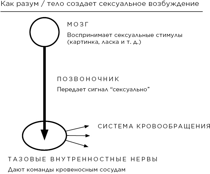 Сексуальный интеллект Сексуальный интеллект