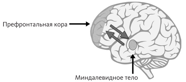 Промывка мозга. Программа для ясного мышления, укрепления отношений с людьми и развития полезных привычек Промывка мозга. Программа для ясного мышления, укрепления отношений с людьми и развития полезных привычек