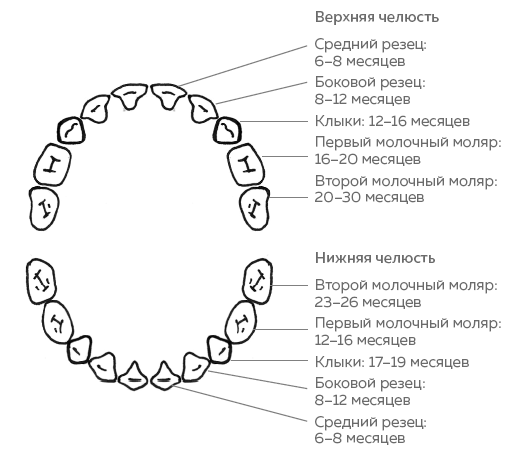 Зубы. Как у вас дела? Зубы. Как у вас дела?