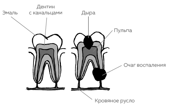Зубы. Как у вас дела? Зубы. Как у вас дела?