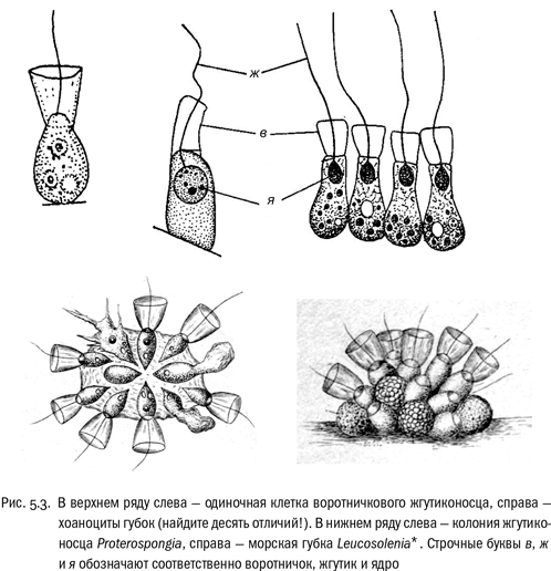 Евангелие от LUCA. В поисках родословной животного мира Евангелие от LUCA. В поисках родословной животного мира