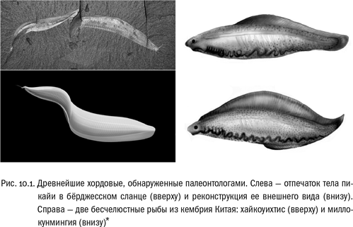 Евангелие от LUCA. В поисках родословной животного мира Евангелие от LUCA. В поисках родословной животного мира