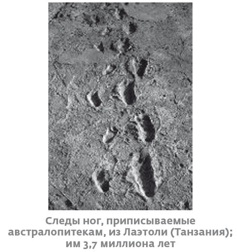 Сапиенс для пляжа: изучаем происхождение человека
