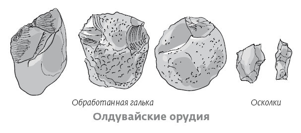 Сапиенс для пляжа: изучаем происхождение человека