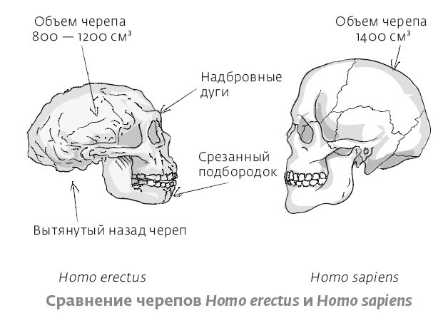 Сапиенс для пляжа: изучаем происхождение человека