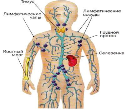 Аллергия. Истинные причины. Лечение Аллергия. Истинные причины. Лечение