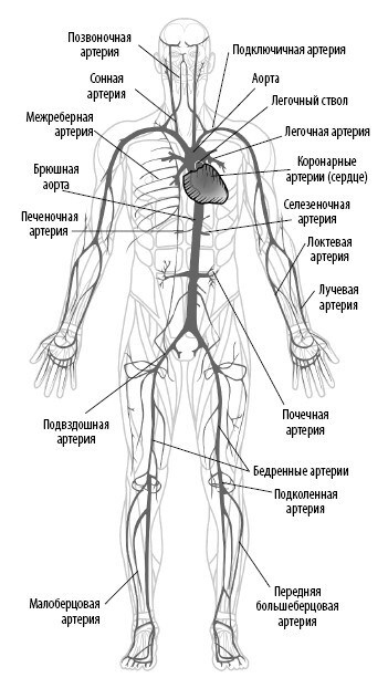 Взламывая анатомию Взламывая анатомию