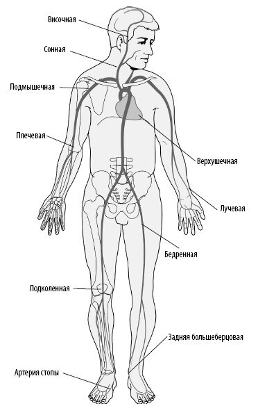 Взламывая анатомию Взламывая анатомию