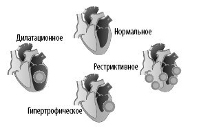 Взламывая анатомию Взламывая анатомию