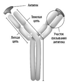 Взламывая анатомию Взламывая анатомию