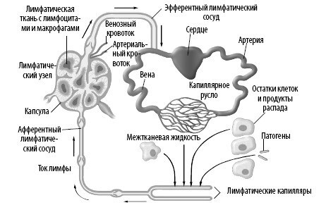 Взламывая анатомию Взламывая анатомию