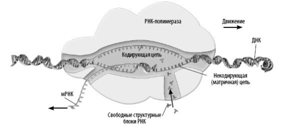 Взламывая анатомию Взламывая анатомию