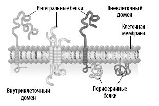 Взламывая анатомию Взламывая анатомию