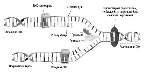 Взламывая анатомию Взламывая анатомию