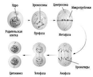 Взламывая анатомию Взламывая анатомию