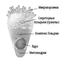 Взламывая анатомию Взламывая анатомию