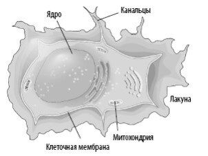 Взламывая анатомию Взламывая анатомию
