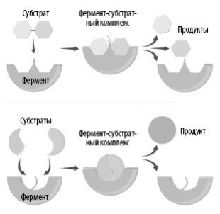 Взламывая анатомию Взламывая анатомию