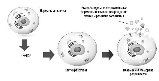 Взламывая анатомию Взламывая анатомию