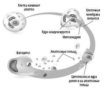 Взламывая анатомию Взламывая анатомию