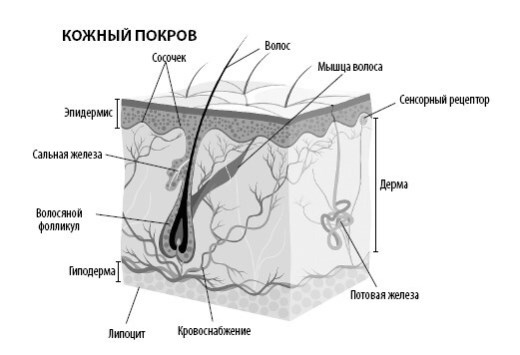 Взламывая анатомию Взламывая анатомию