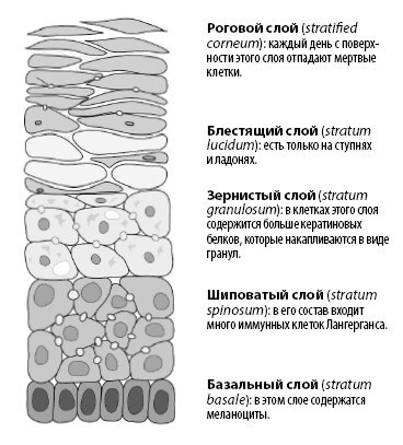 Взламывая анатомию Взламывая анатомию