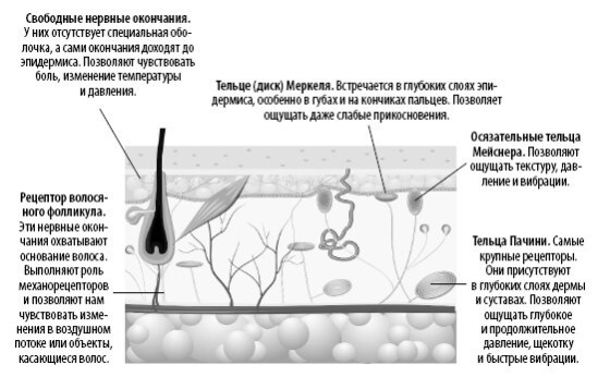 Взламывая анатомию Взламывая анатомию