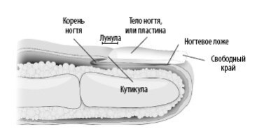 Взламывая анатомию Взламывая анатомию