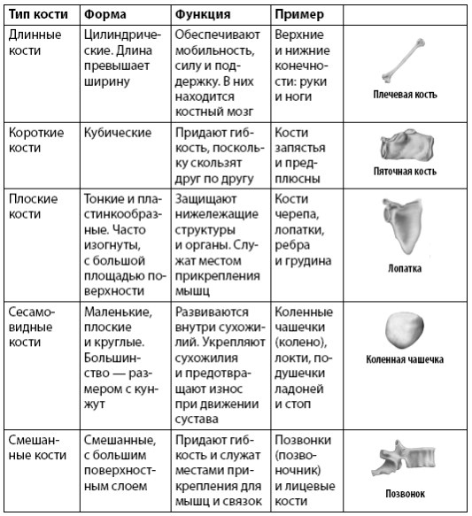 Взламывая анатомию Взламывая анатомию