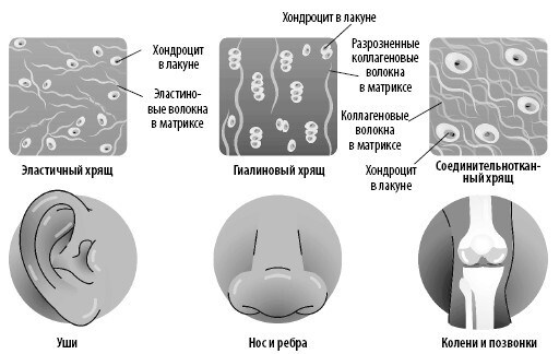 Взламывая анатомию Взламывая анатомию