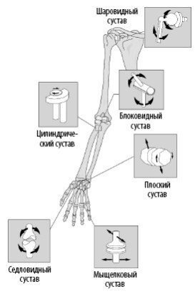 Взламывая анатомию Взламывая анатомию