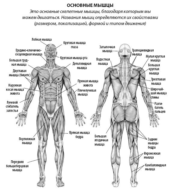 Взламывая анатомию Взламывая анатомию