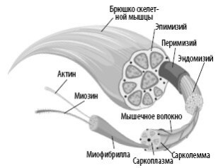 Взламывая анатомию Взламывая анатомию