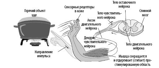 Взламывая анатомию Взламывая анатомию