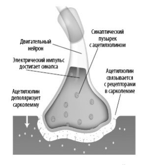 Взламывая анатомию Взламывая анатомию
