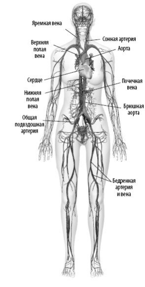 Взламывая анатомию Взламывая анатомию