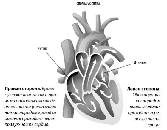 Взламывая анатомию Взламывая анатомию