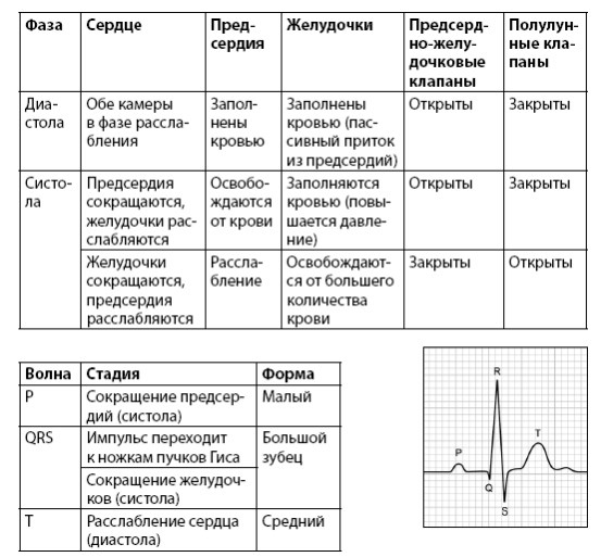 Взламывая анатомию Взламывая анатомию