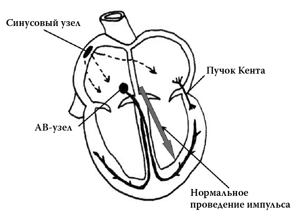 Сердце. Как не дать ему остановиться раньше времени Сердце. Как не дать ему остановиться раньше времени