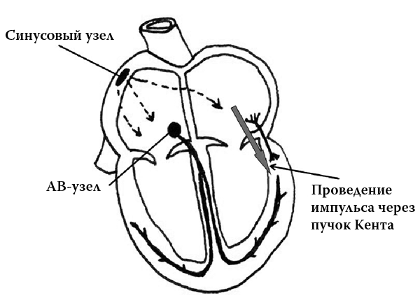 Сердце. Как не дать ему остановиться раньше времени Сердце. Как не дать ему остановиться раньше времени