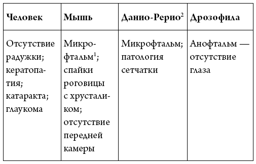 История зрения: путь от светочувствительности до глаза История зрения: путь от светочувствительности до глаза
