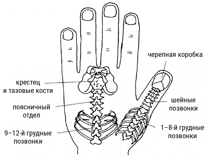 Большой самоучитель исцеляющих точек. Подробный атлас, приемы и упражнения Большой самоучитель исцеляющих точек. Подробный атлас, приемы и упражнения