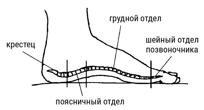 Большой самоучитель исцеляющих точек. Подробный атлас, приемы и упражнения Большой самоучитель исцеляющих точек. Подробный атлас, приемы и упражнения