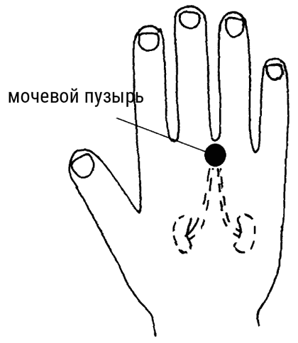Большой самоучитель исцеляющих точек. Подробный атлас, приемы и упражнения Большой самоучитель исцеляющих точек. Подробный атлас, приемы и упражнения