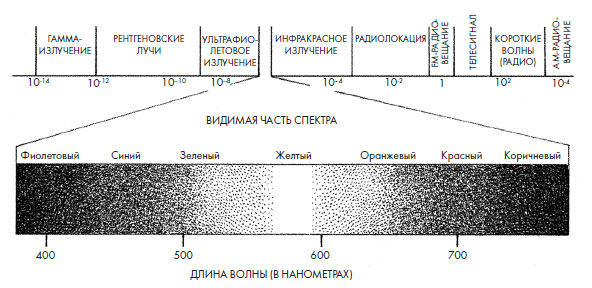 Чувства: Нейробиология сенсорного восприятия Чувства: Нейробиология сенсорного восприятия